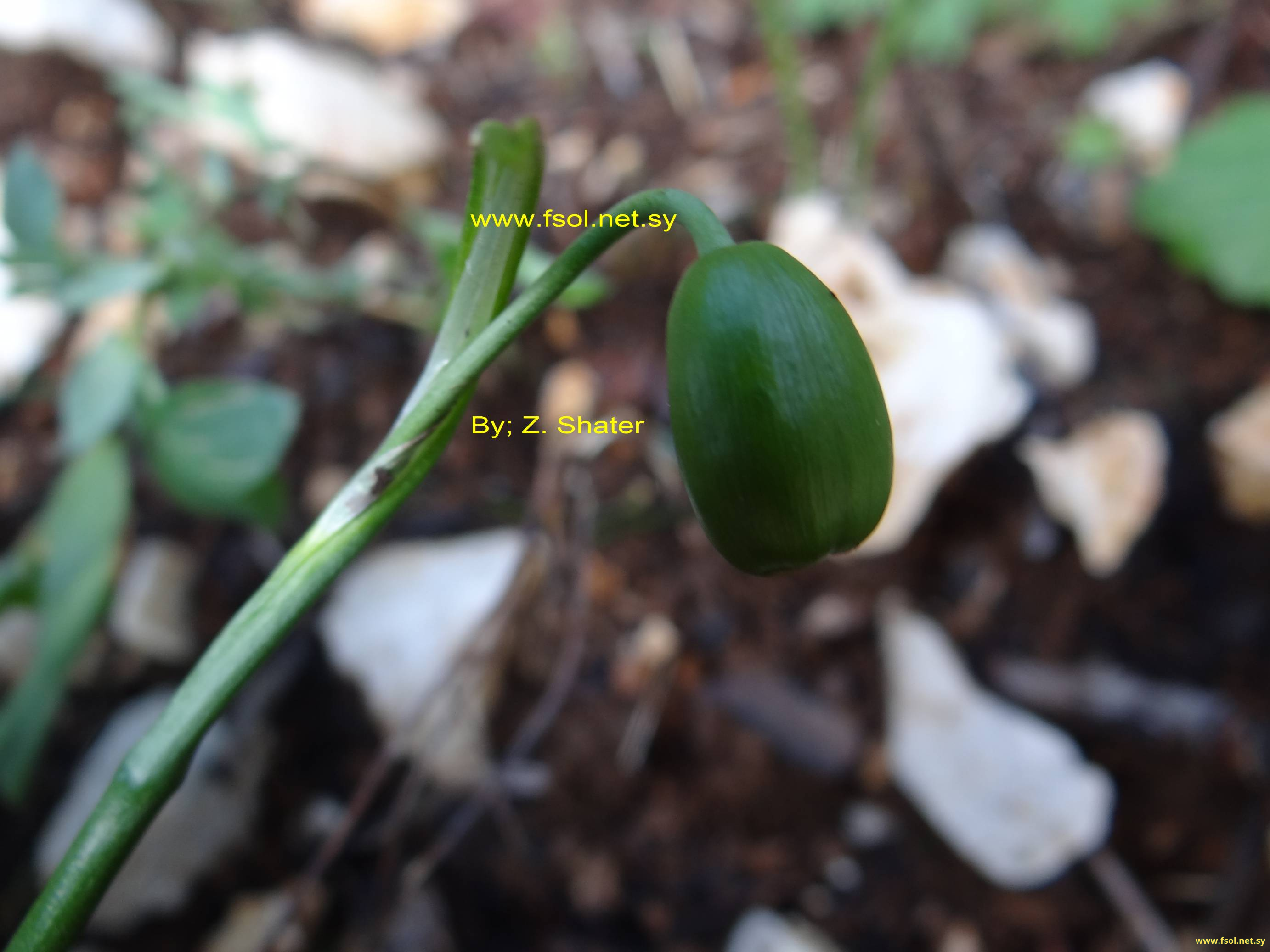 Galanthus fosteri Baker.
